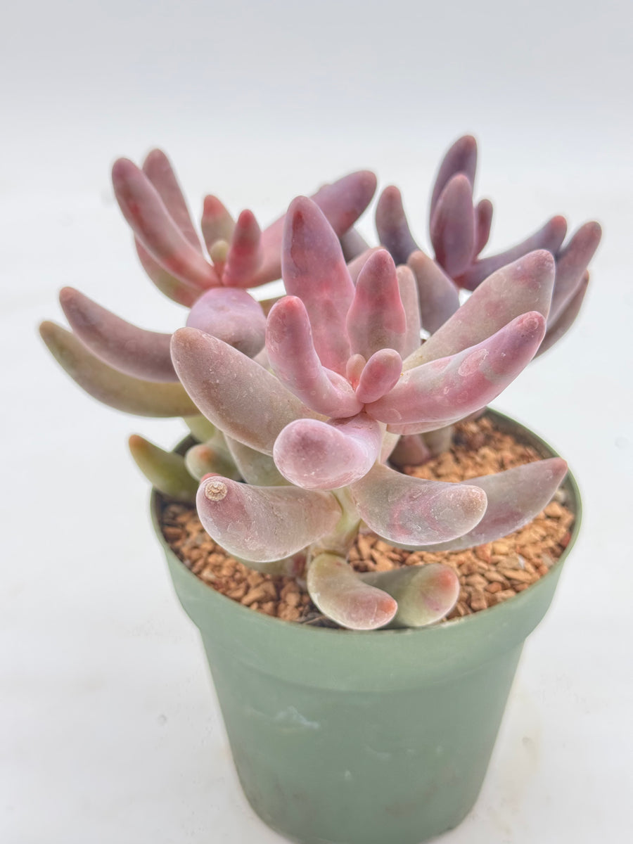 ganzhou succulent Pachysedum 'Ganzhou' – Radiant Cactus