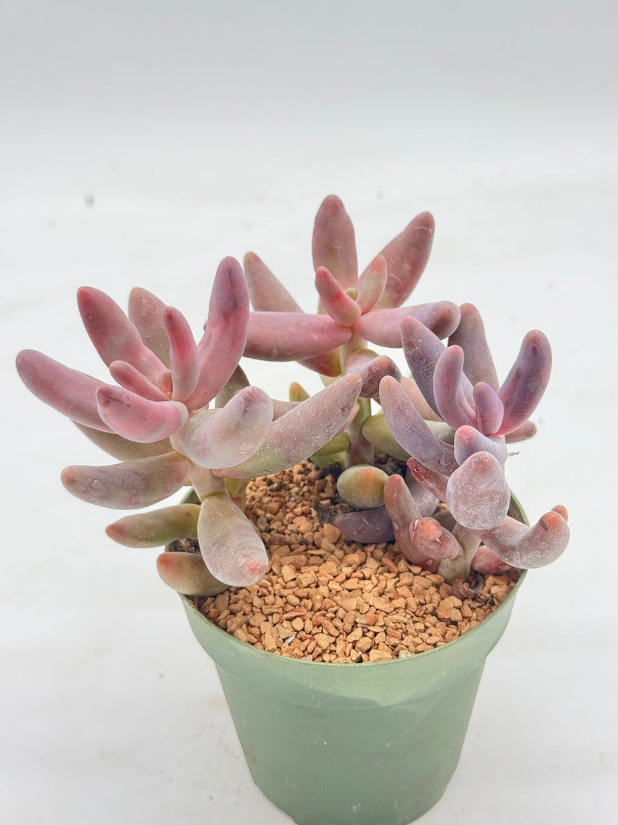 Pachysedum 'Ganzhou' – Radiant Cactus