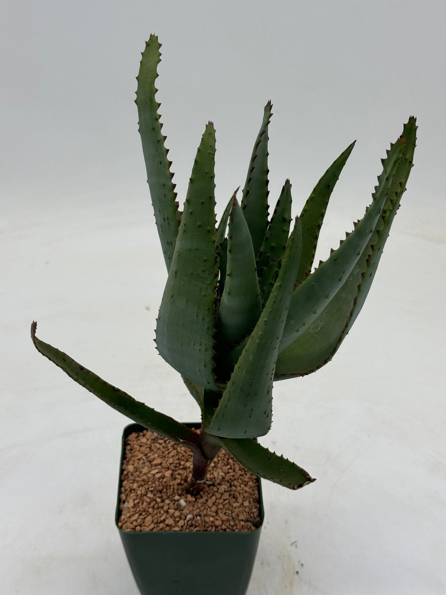 Aloe cipolinicola – Radiant Cactus