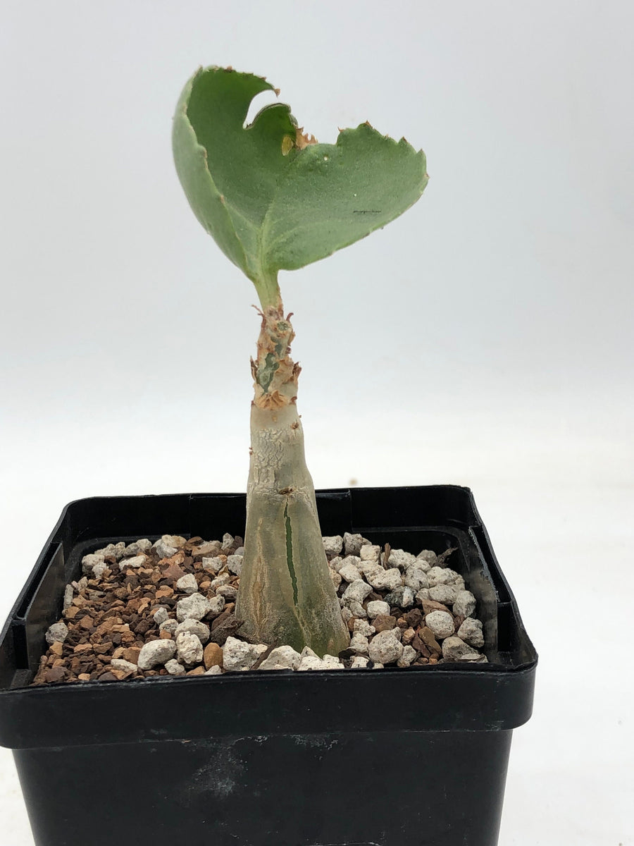 Cyphostemma seitzianum – Radiant Cactus