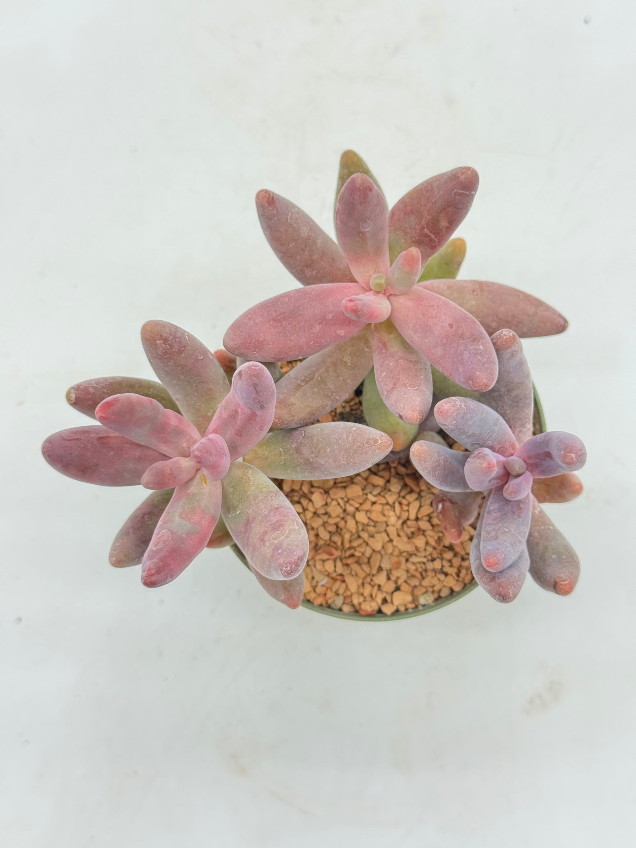Pachysedum 'Ganzhou' – Radiant Cactus