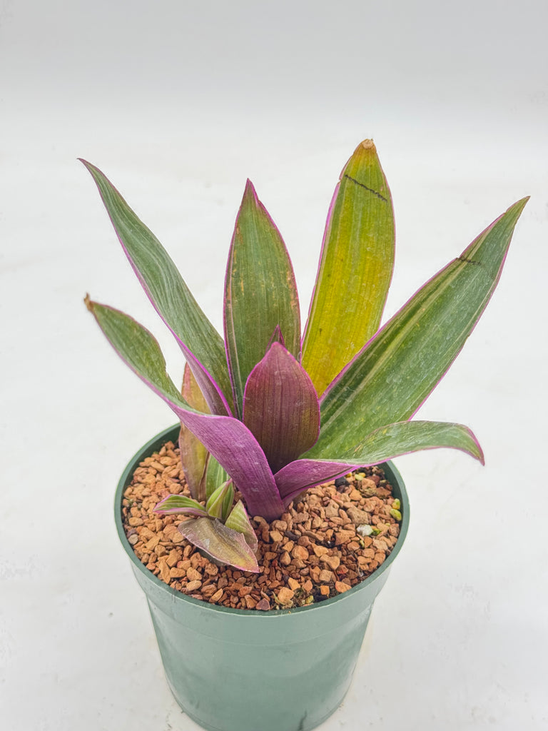 rhoeo tricolor succulent Rhoeo tricolor – Radiant Cactus