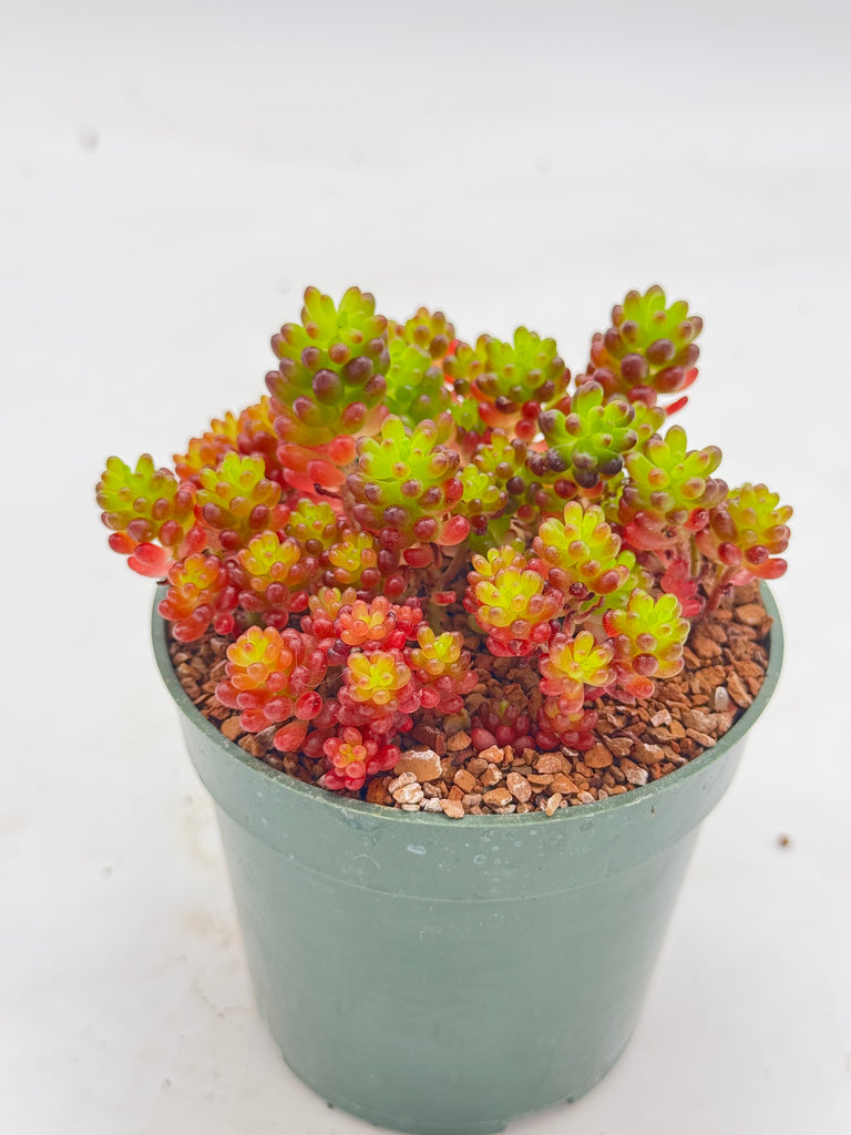 pork and beans succulent plant Sedum mini pork and beans – Radiant Cactus