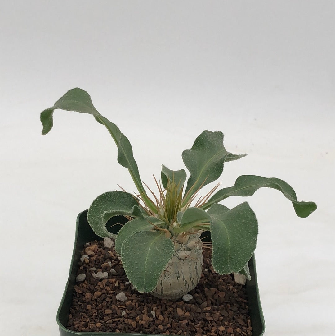Pachypodium namaquanum – Radiant Cactus