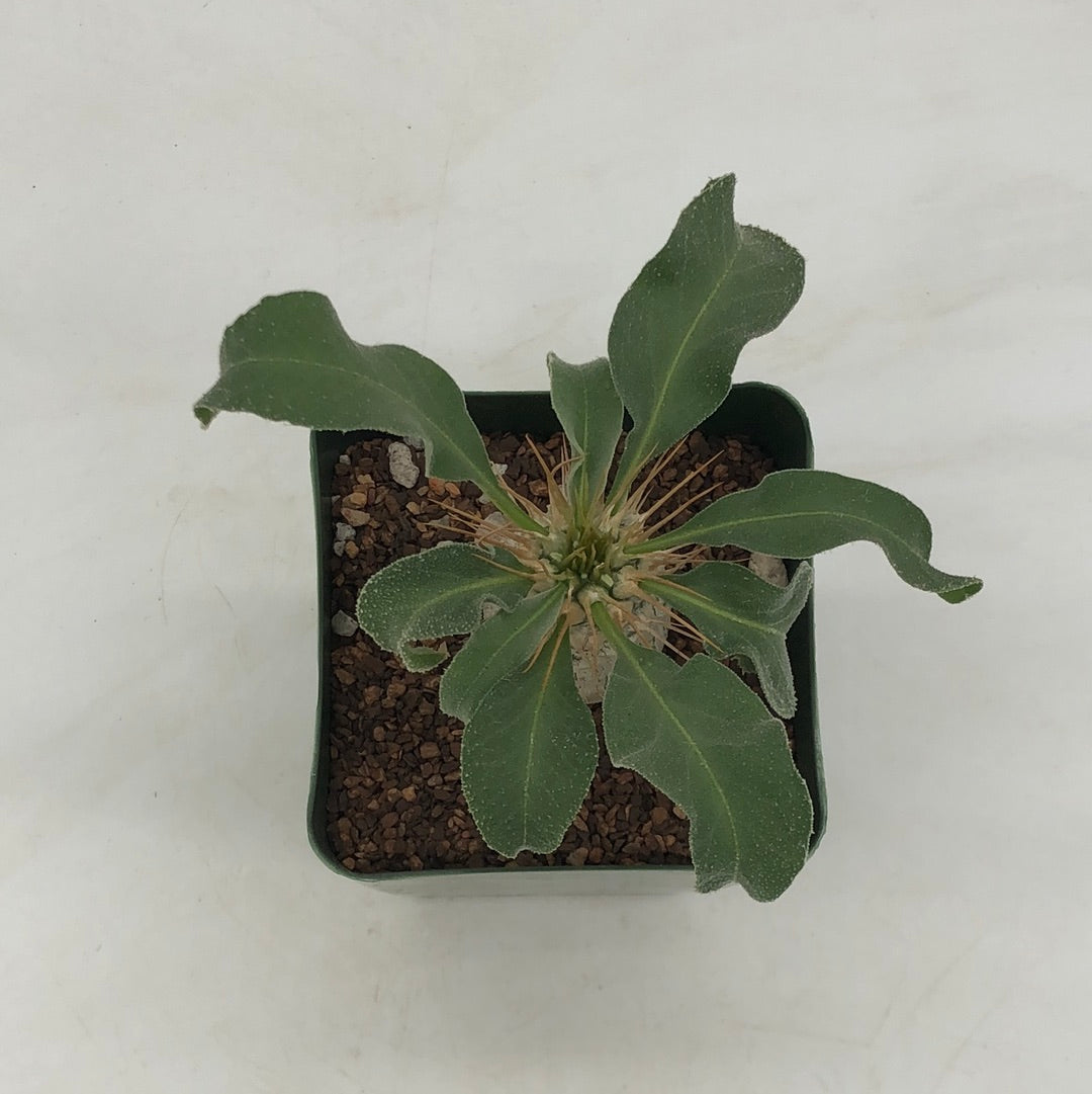 Pachypodium namaquanum – Radiant Cactus