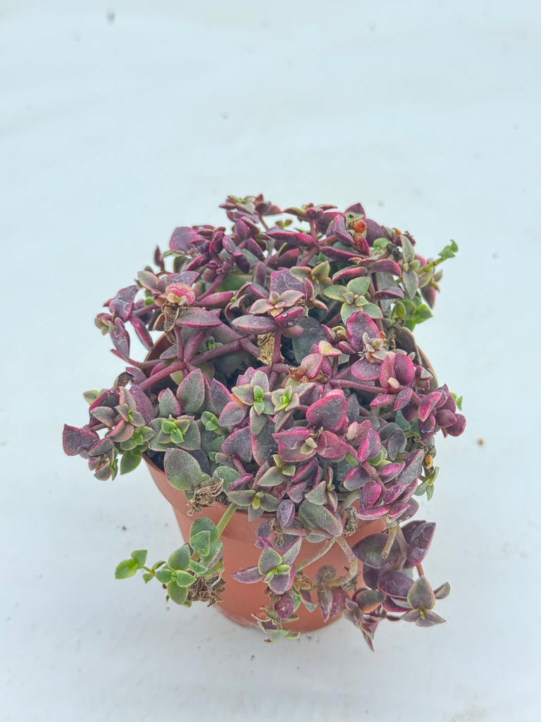 cascade succulent Crassula pellucida cascade – Radiant Cactus