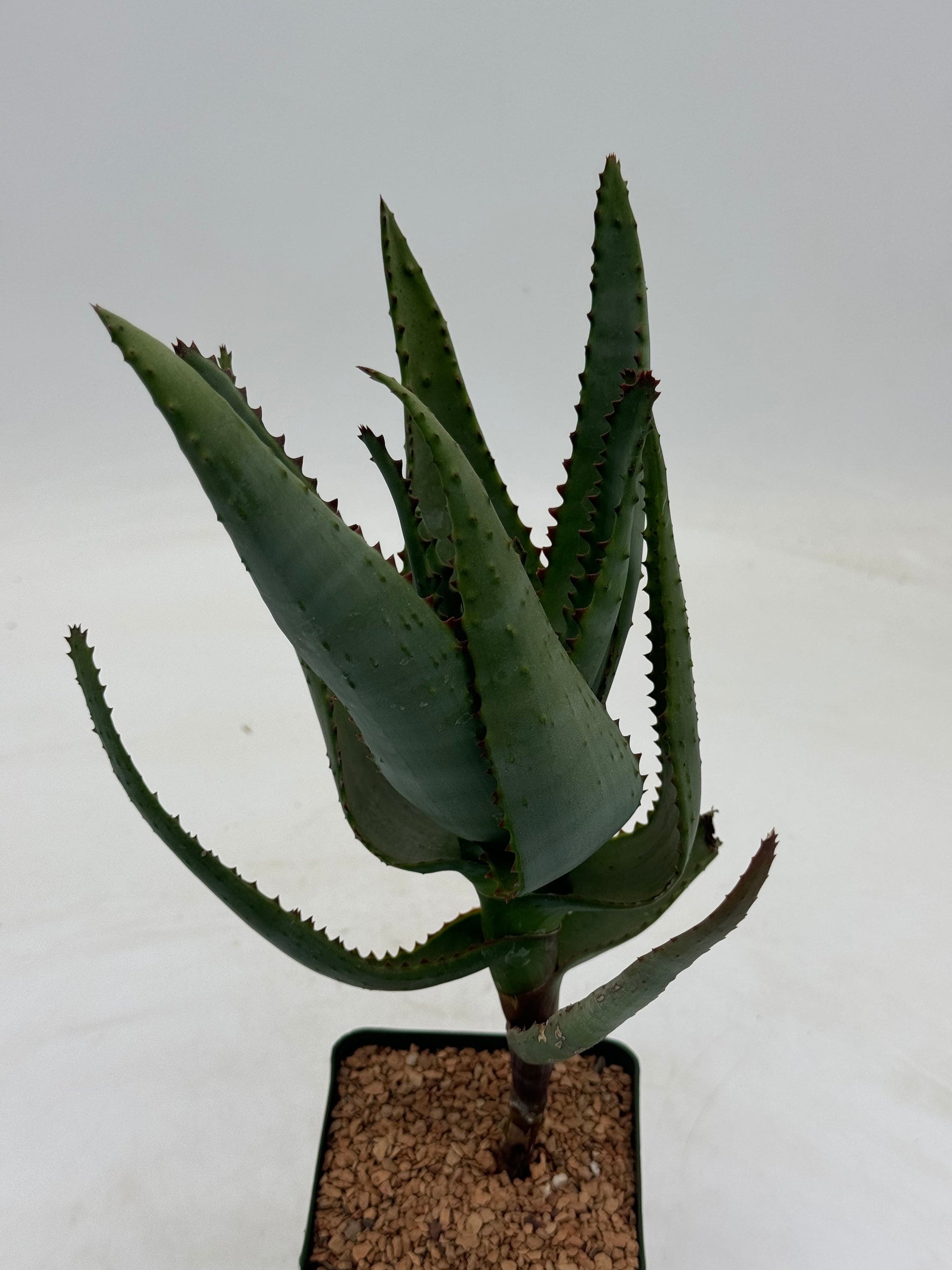 Aloe cipolinicola – Radiant Cactus