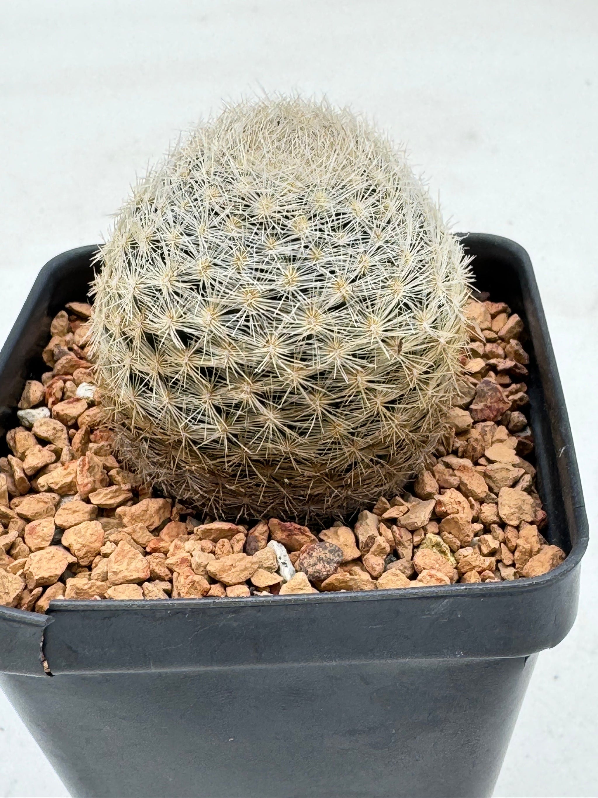 Mammillaria lasiacantha – Radiant Cactus