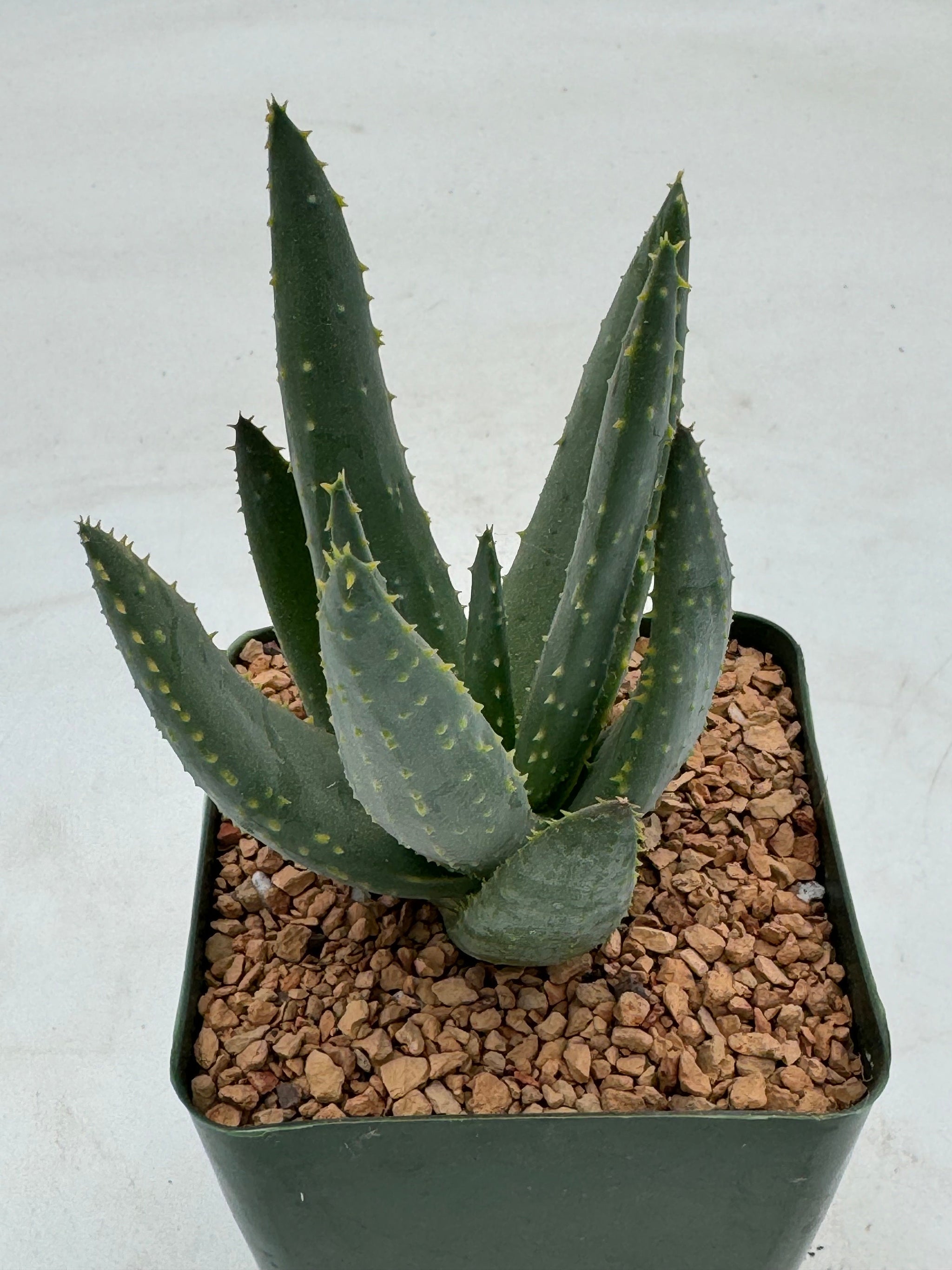 Aloe dichotoma | アロエ・ディコトマ dichotoma) (Aloe - dichotoma