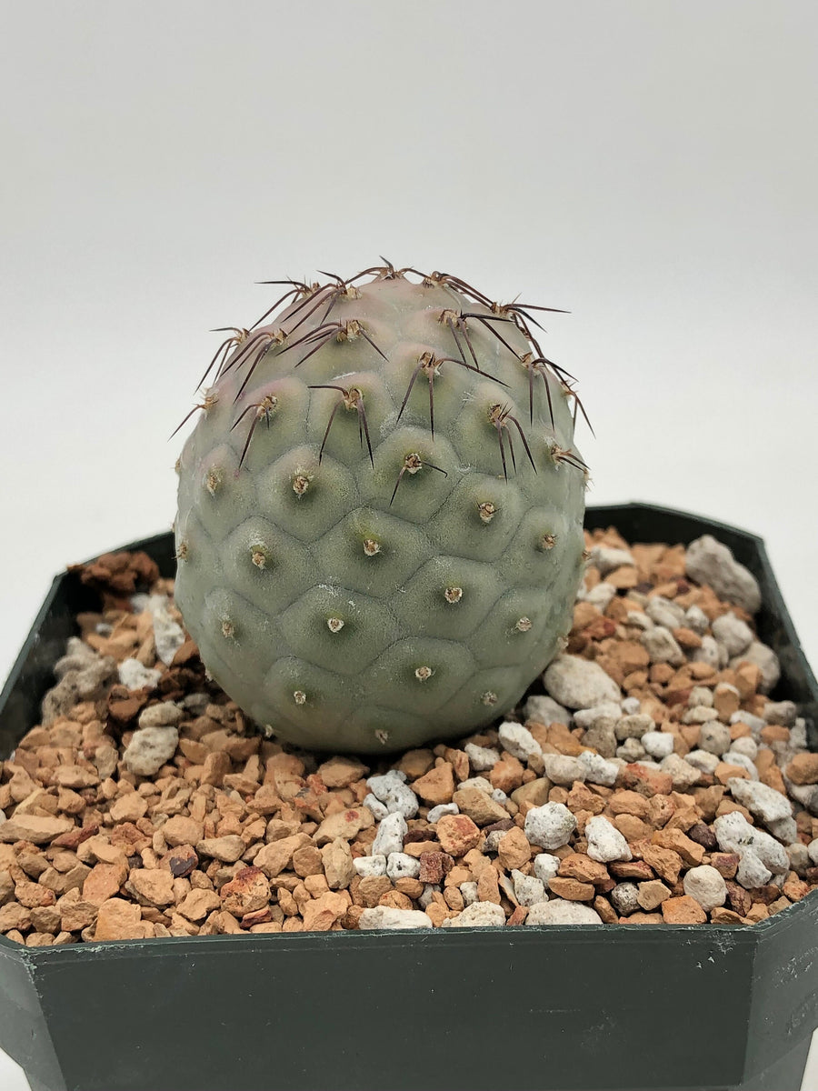 Tephrocactus geometricus – Radiant Cactus