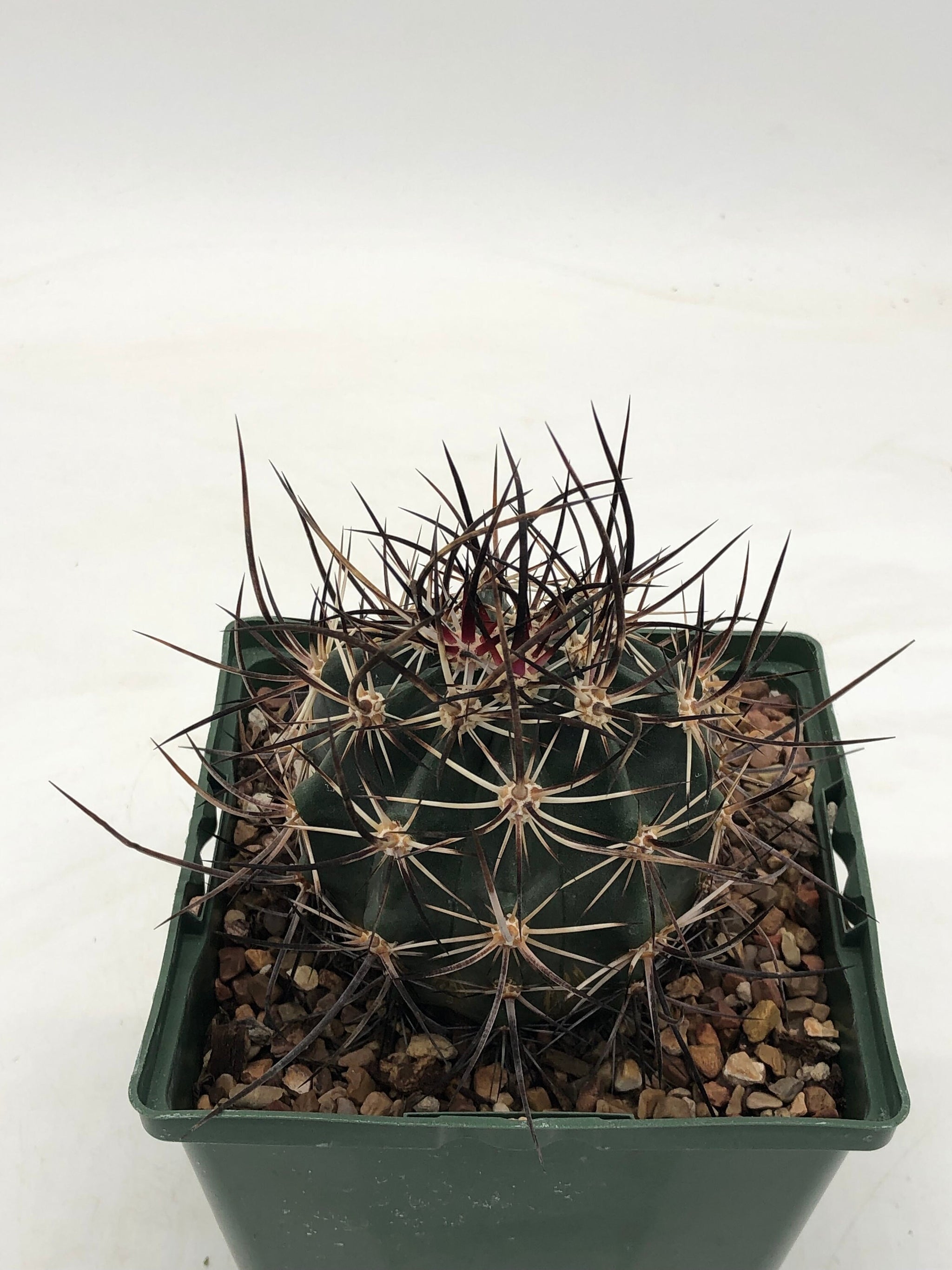 Echincereus lindsayii – Radiant Cactus