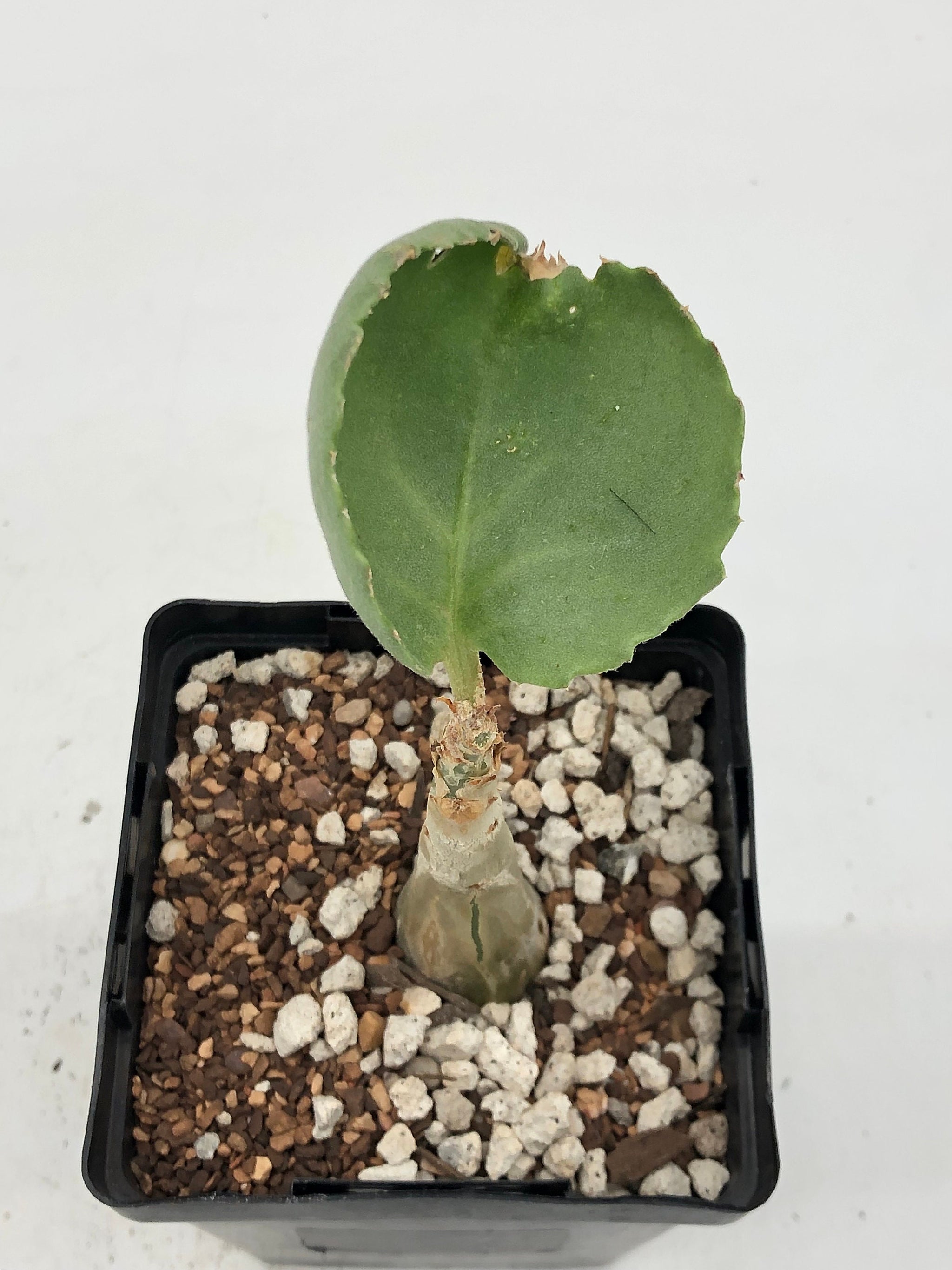 Cyphostemma seitzianum – Radiant Cactus