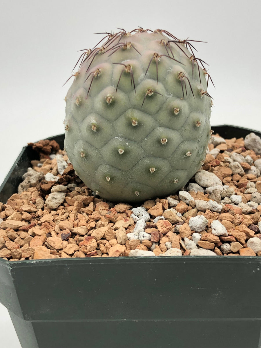 Tephrocactus geometricus – Radiant Cactus