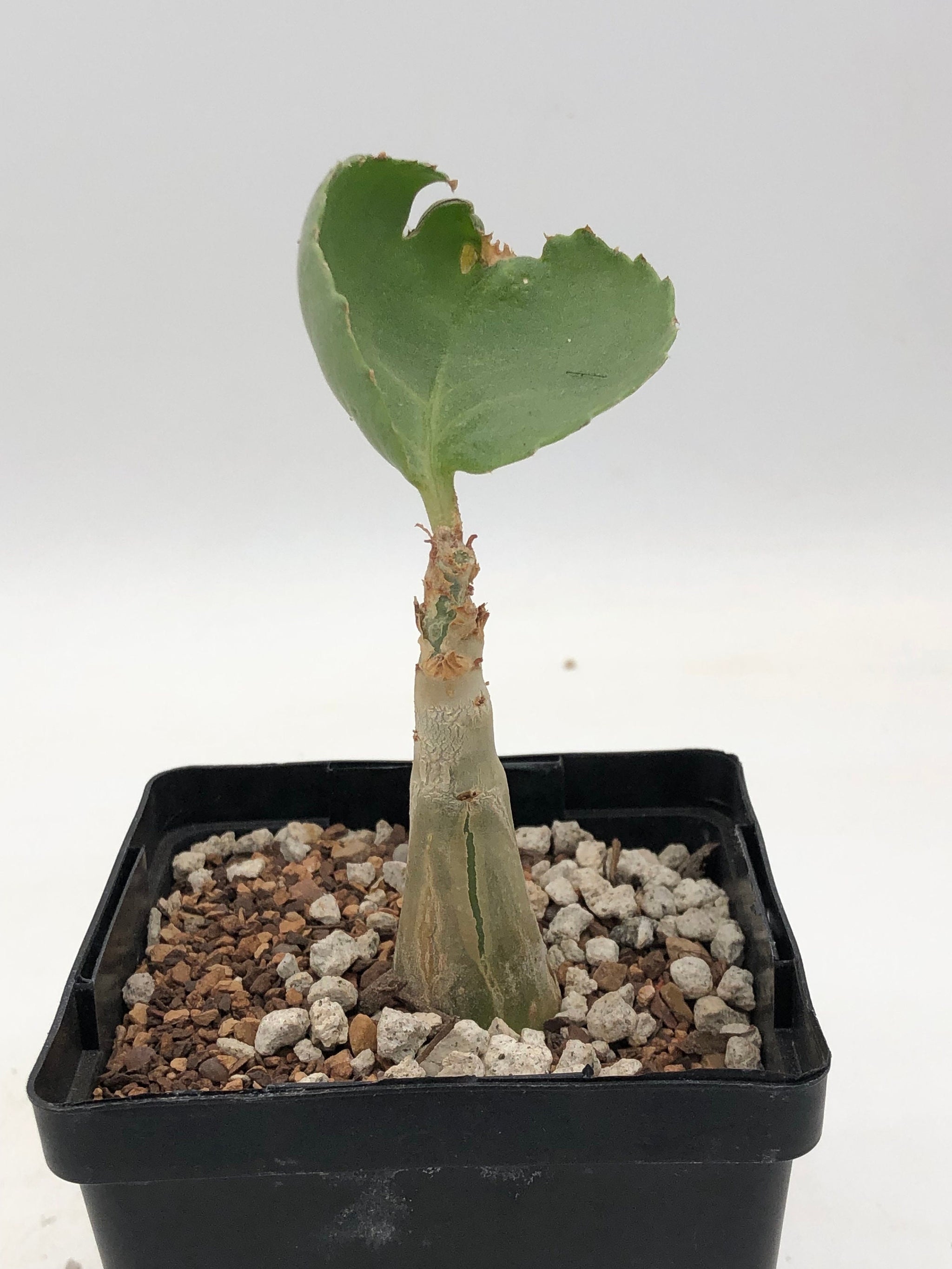 Cyphostemma seitziana① キフォステンマ セイチアナ① Cyphostemma seitzianum – Radiant Cactus