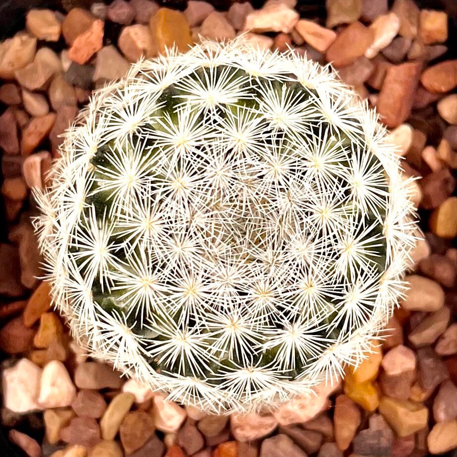 Mammillaria lasiacantha