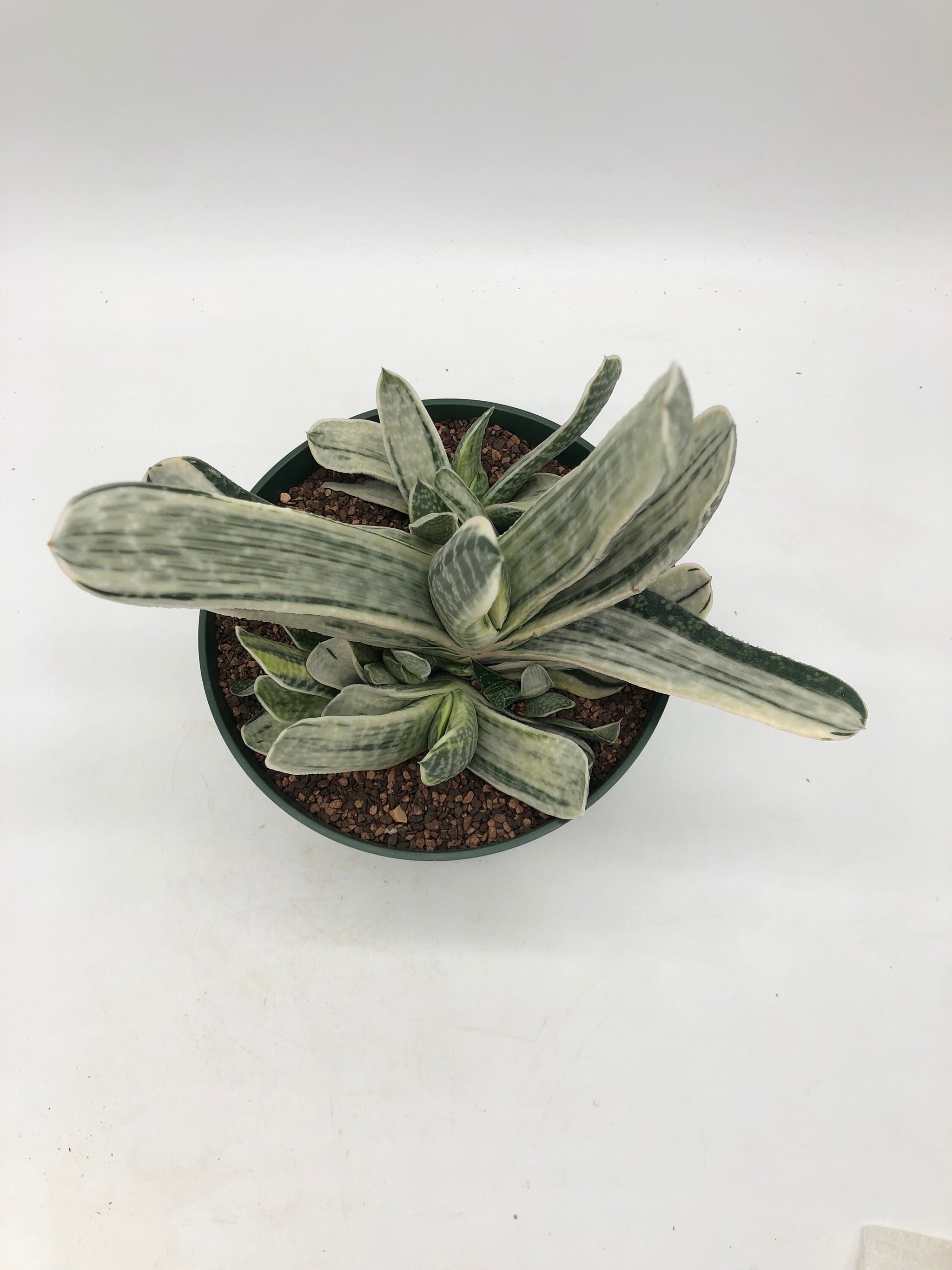 Gasteria white variegate – Radiant Cactus