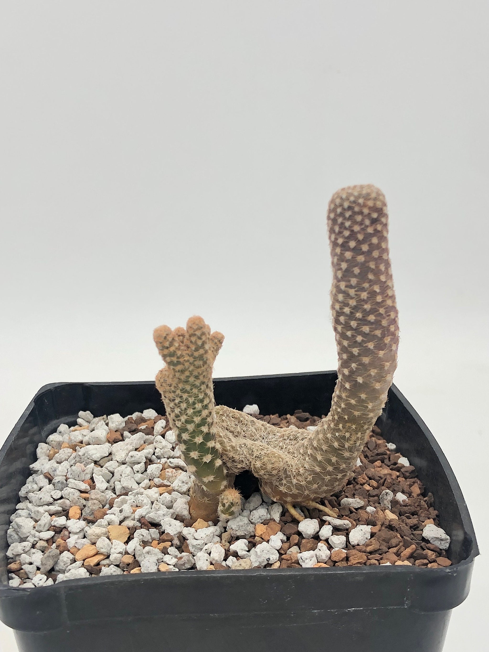 Puna clavarioides – Radiant Cactus