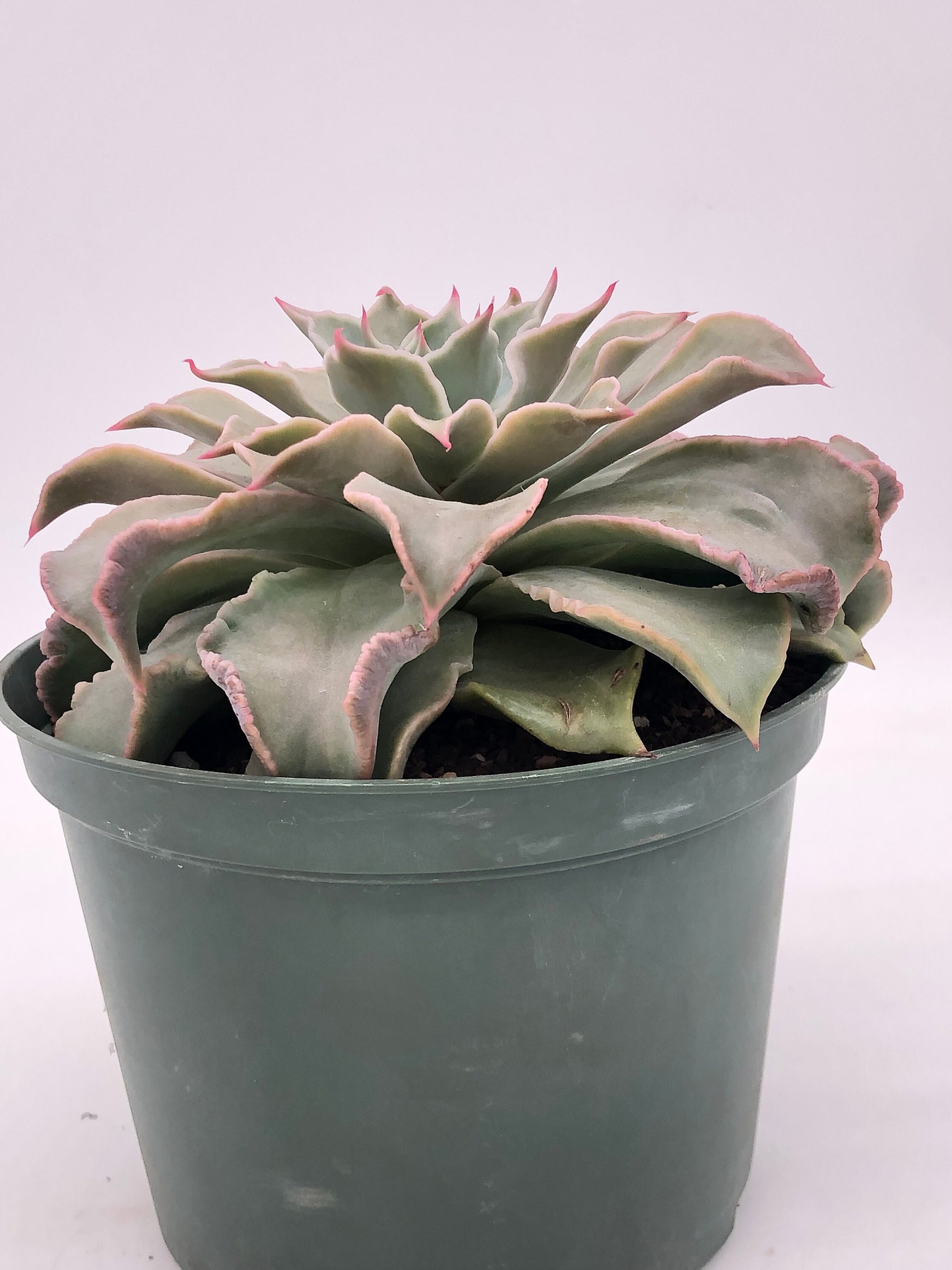 madiba succulent Echeveria madiba – Radiant Cactus