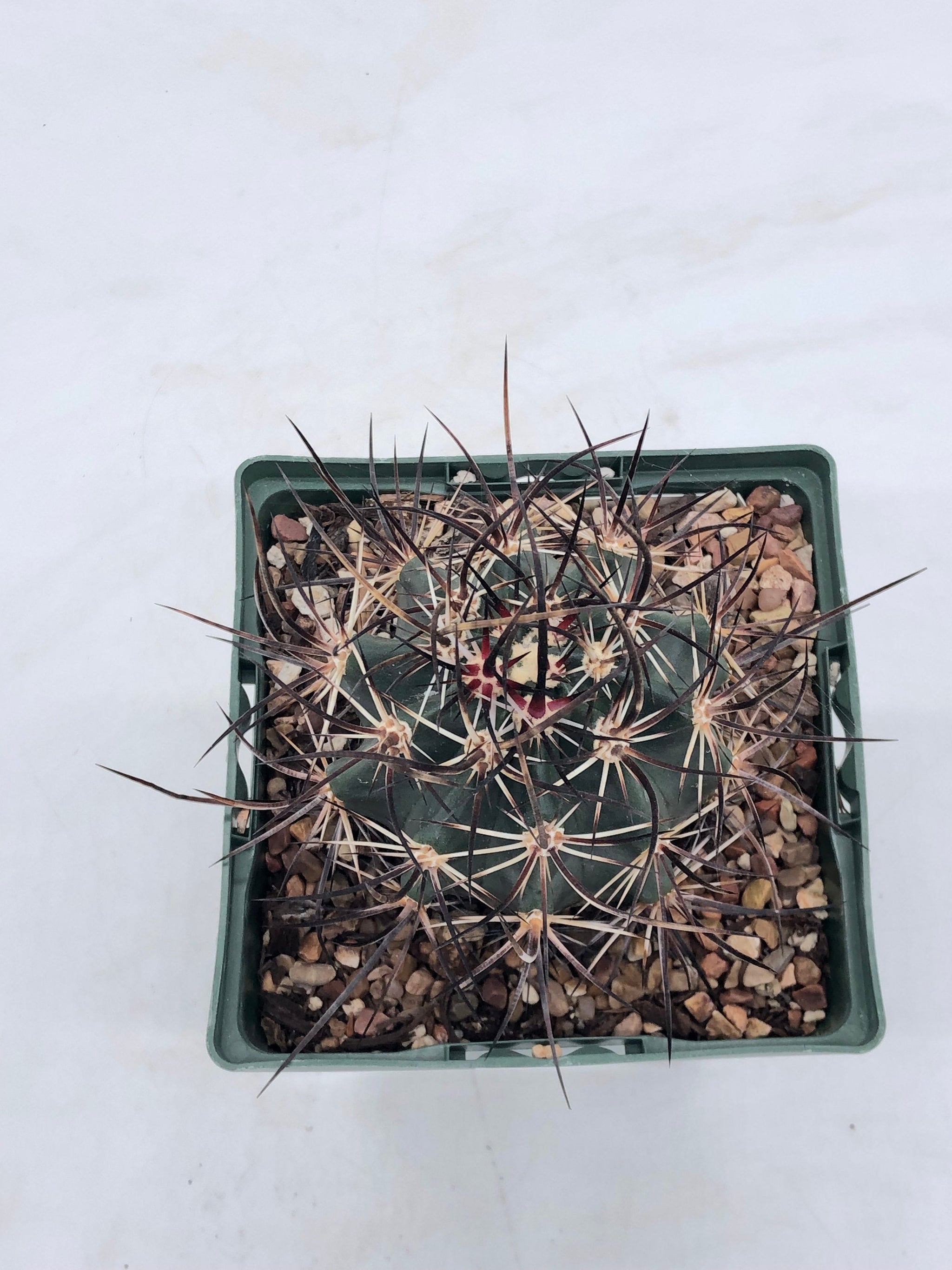 Echincereus lindsayii – Radiant Cactus