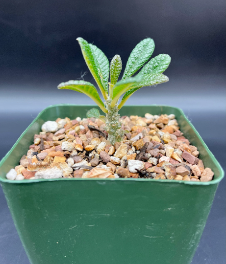 Dorstenia gigas – Radiant Cactus