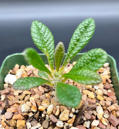 Dorstenia gigas – Radiant Cactus