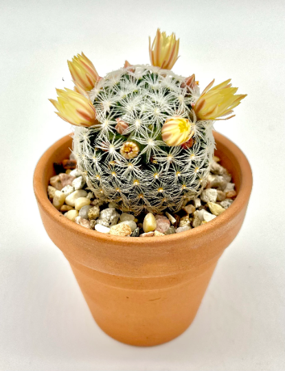 Mammillaria duwei