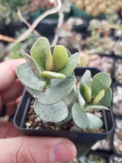 Adromischus hemisphaericus