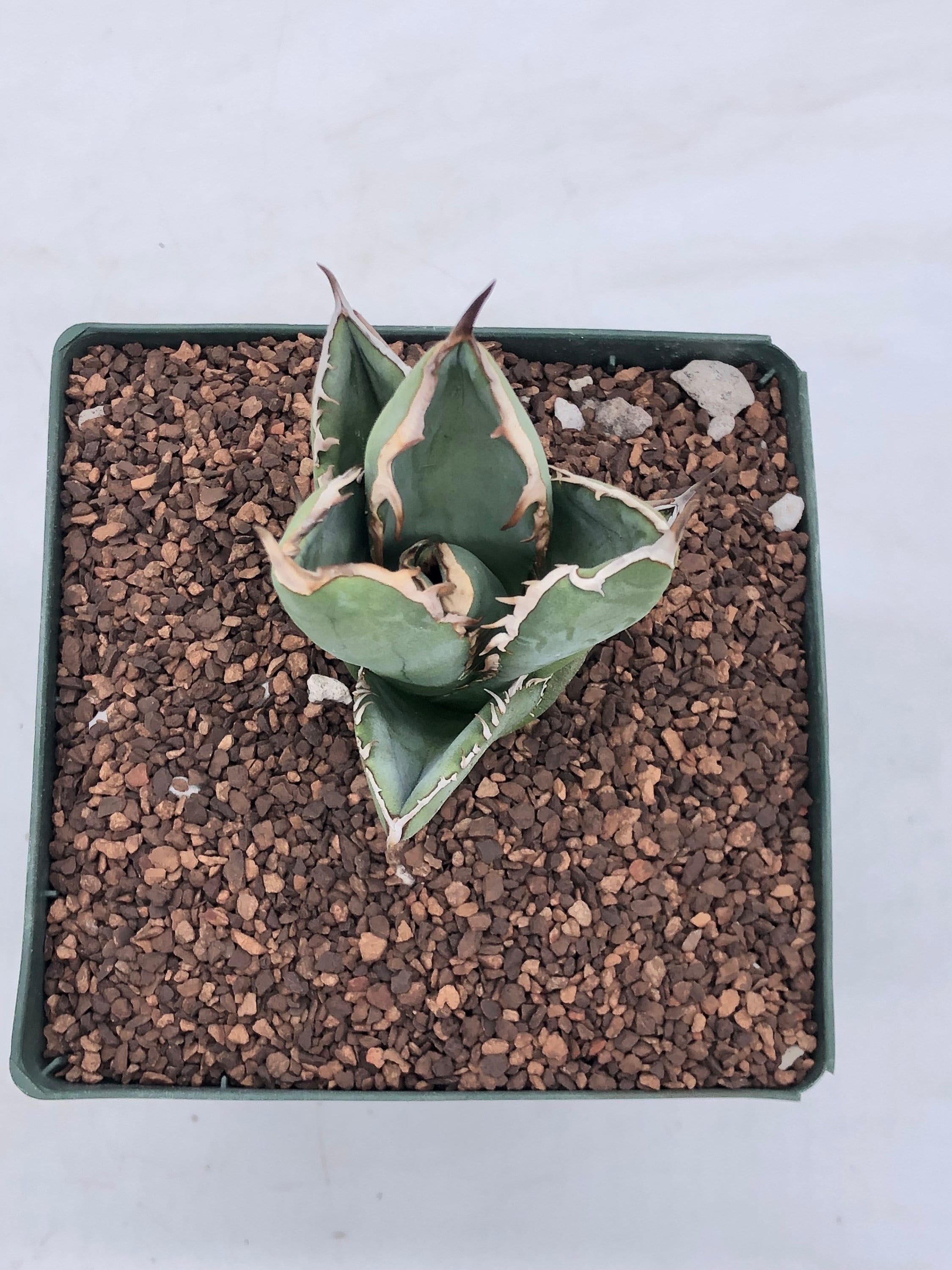 Agave oteroi  Radiant Cactus