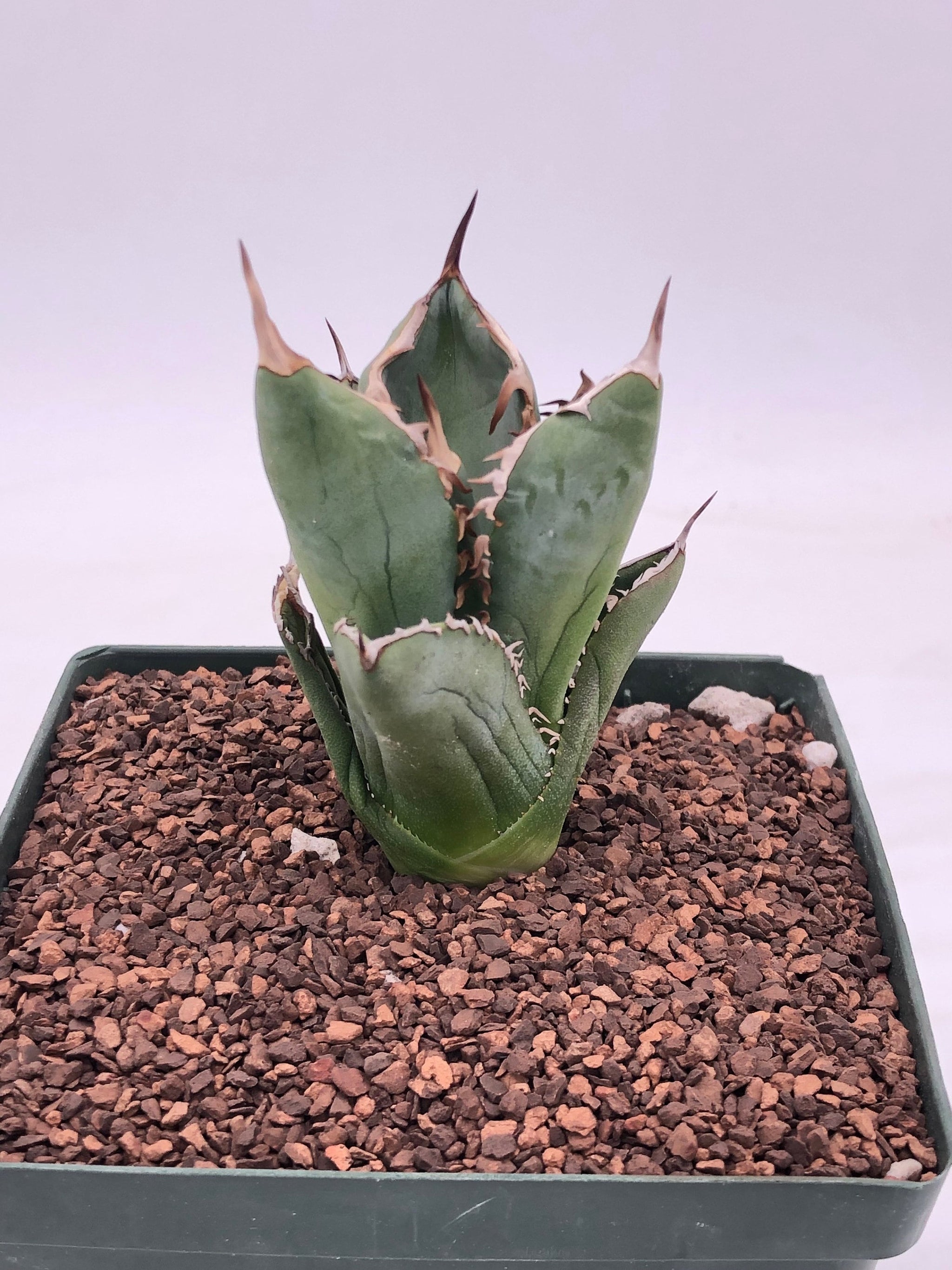Agave Oteroi Arizona Mericlon Agave Oteroi Arizona Mericlon