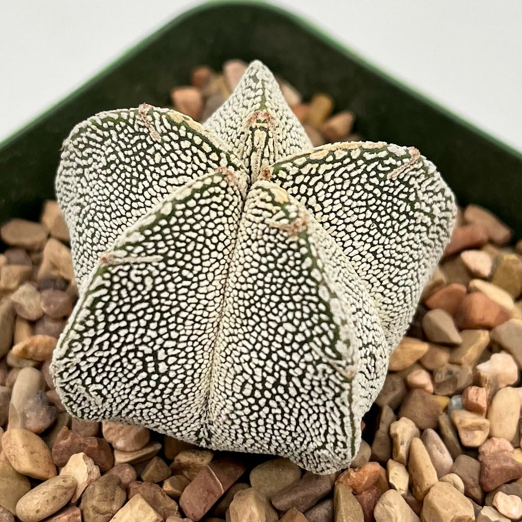 Astrophytum 'Onzuka'