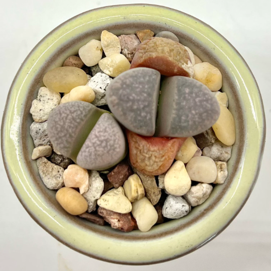 Lithops divergens var. amethystina- Purple Living Stone Plant – Radiant  Cactus