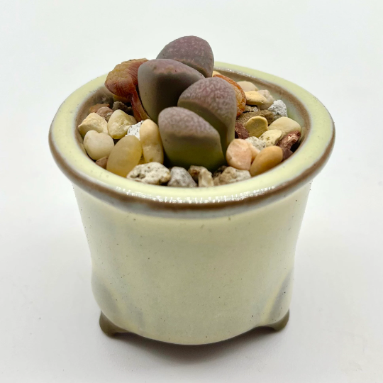 Lithops divergens var. amethystina- Purple Living Stone Plant – Radiant  Cactus