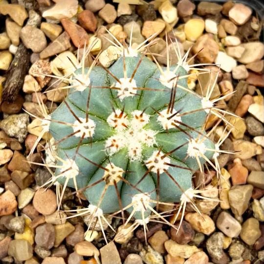 Melocactus glaucescens