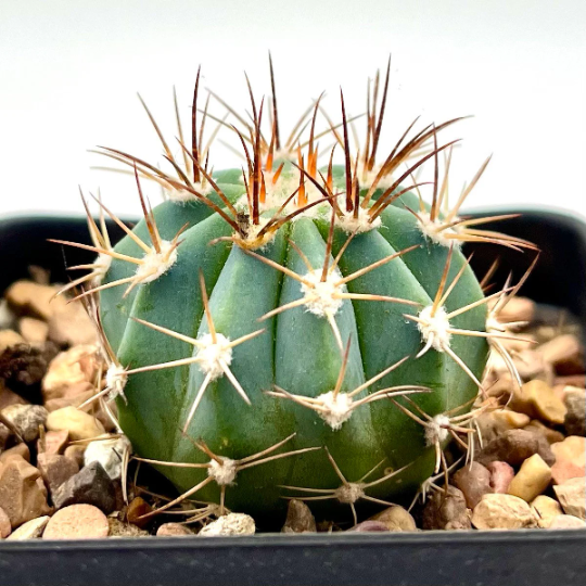 melocactus glaucescens Melocactus glaucescens