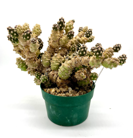 Tephrocactus molinensis