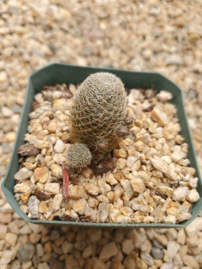 Rebutia theresae