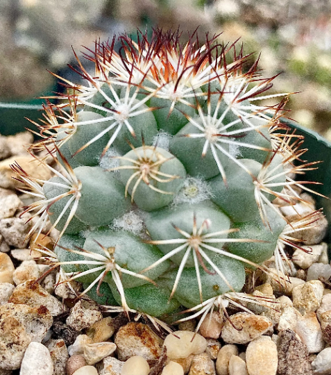 Mammillaria schumannii ssp. globosa