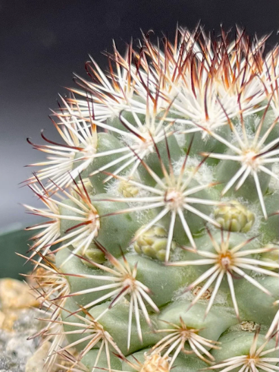 Mammillaria schumannii ssp. globosa
