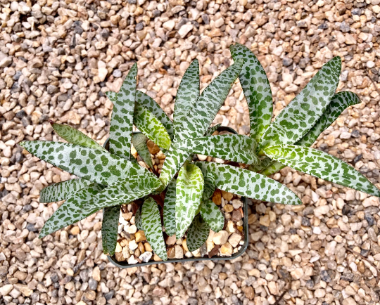 silver squill succulent Ledebouria socialis