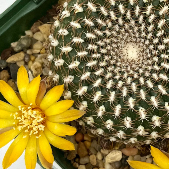 Sulcorebutia arenacea