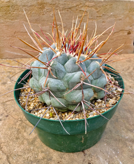 Thelocactus hexaedrophorus